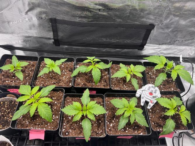 Hansova Grow. Week 2