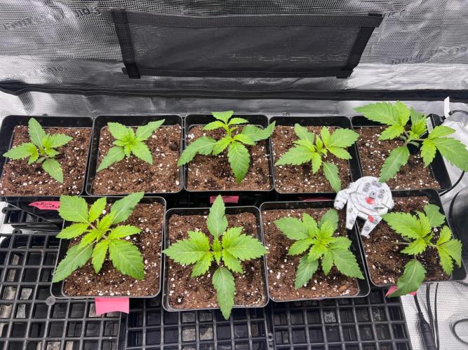 Hansova Grow. Week 2