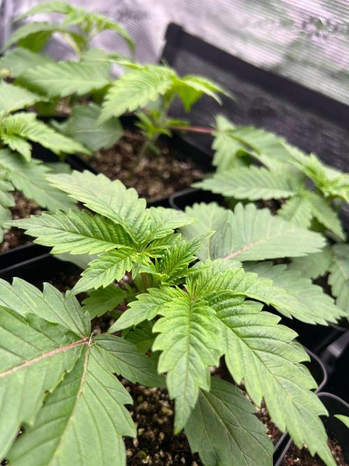 Hansova Grow. Week 2