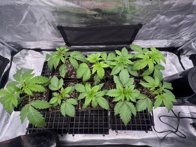 Hansova Grow. Week 2