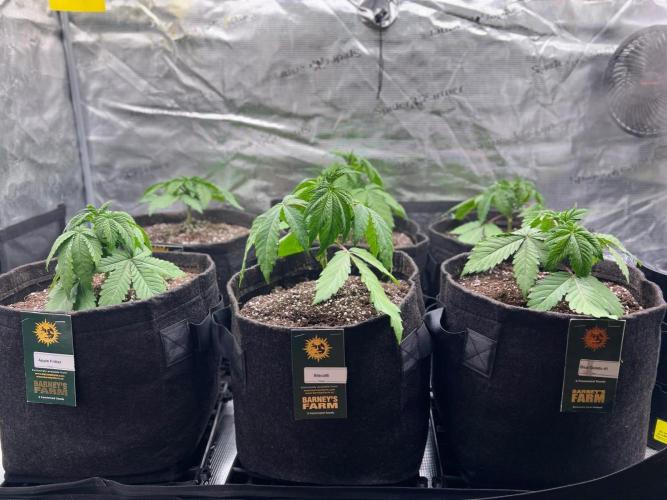 Hansova Grow. Week 3