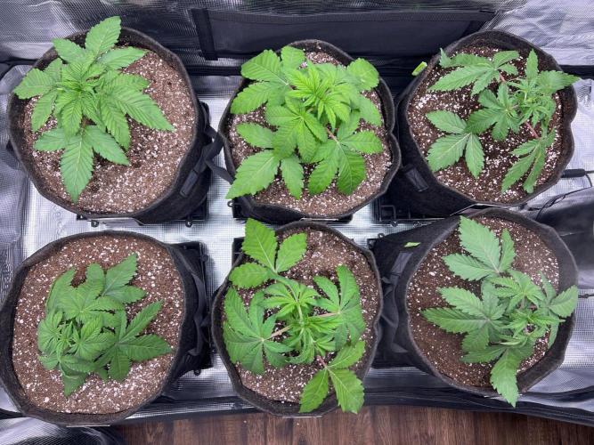 Hansova Grow. Week 3