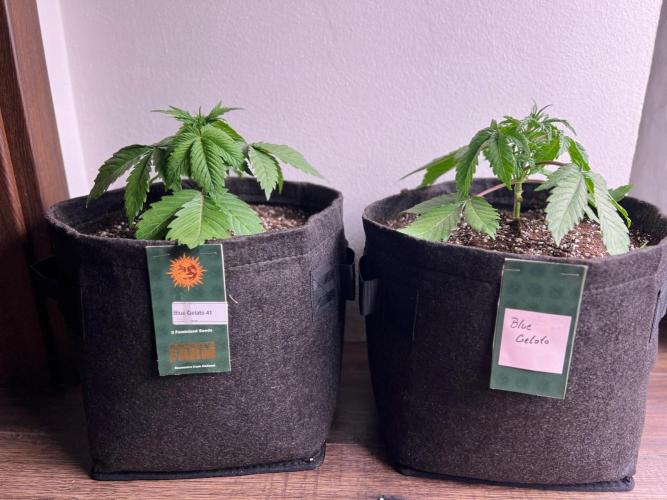 Hansova Grow. Week 3