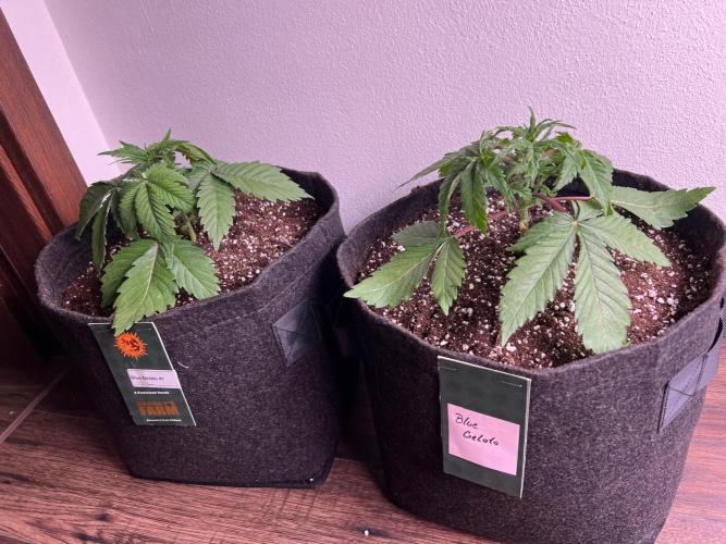 Hansova Grow. Week 3