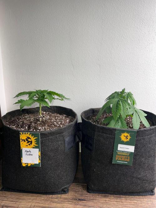 Hansova Grow. Week 3