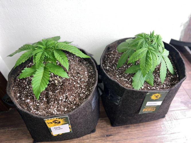 Hansova Grow. Week 3