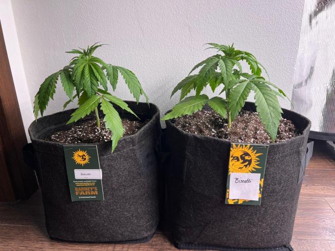 Hansova Grow. Week 3