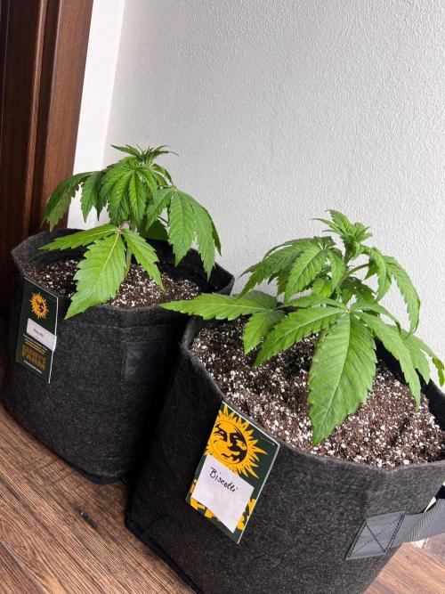 Hansova Grow. Week 3