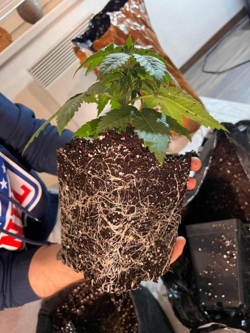 Hansova Grow. Week 3