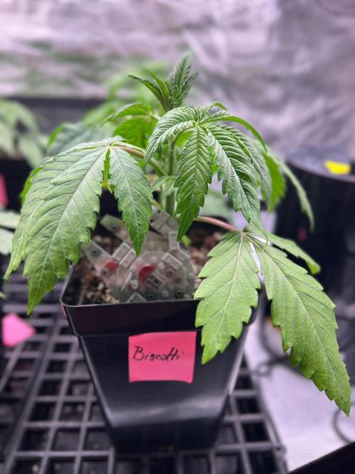 Hansova Grow. Week 3