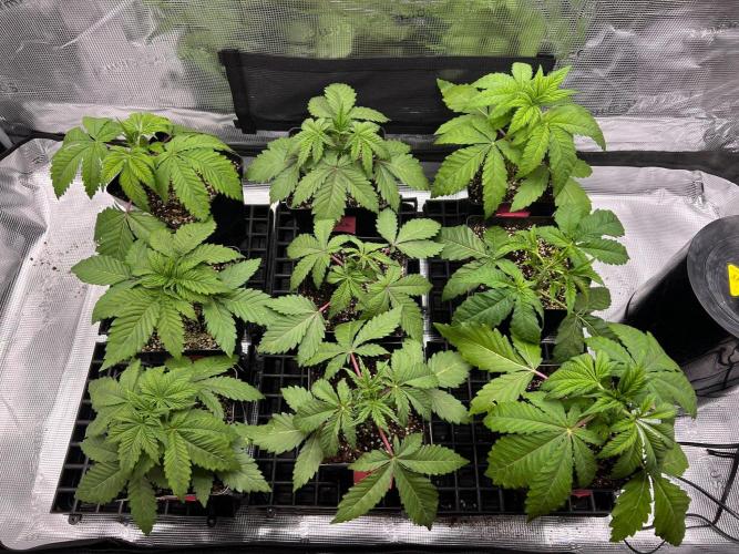 Hansova Grow. Week 3