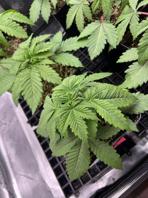 Hansova Grow. Week 3