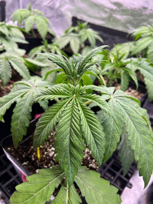 Hansova Grow. Week 3