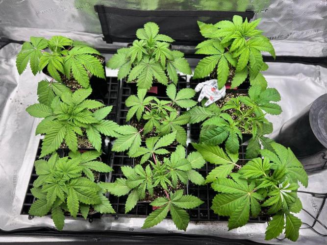 Hansova Grow. Week 3