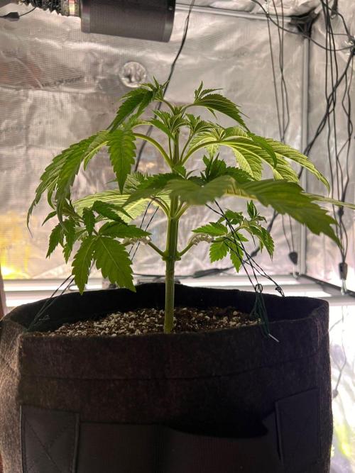 Hansova Grow. Week 4