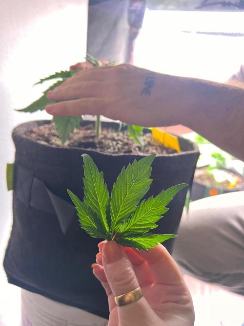 Hansova Grow. Week 4