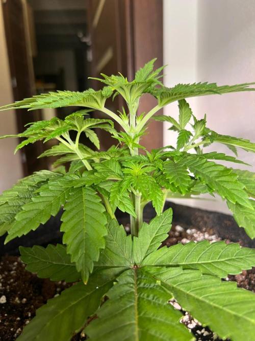 Hansova Grow. Week 4