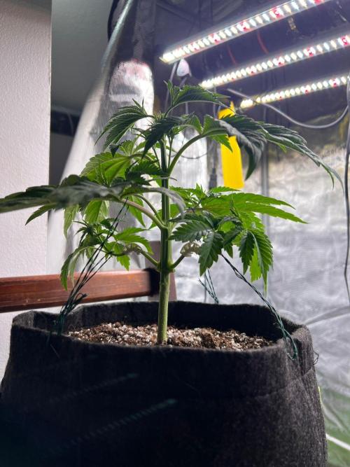 Hansova Grow. Week 4