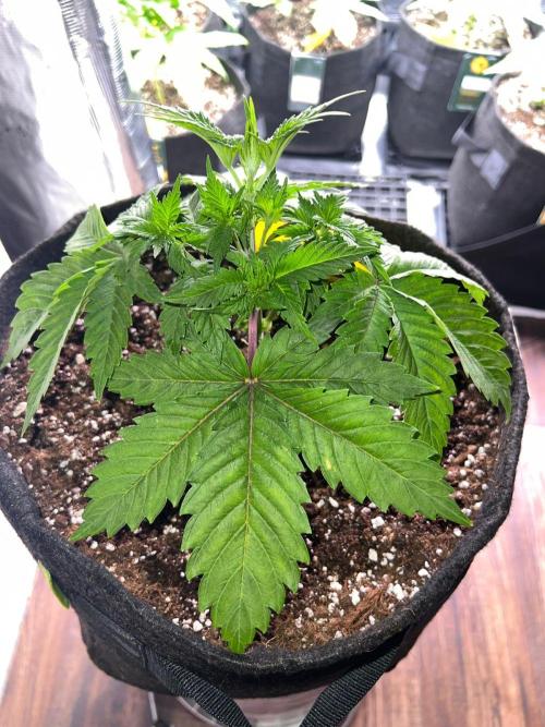 Hansova Grow. Week 4