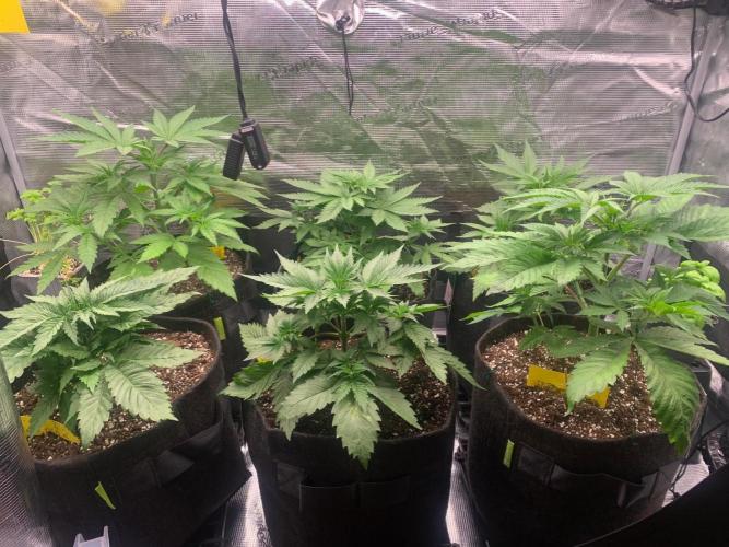 Hansova Grow. Week 4