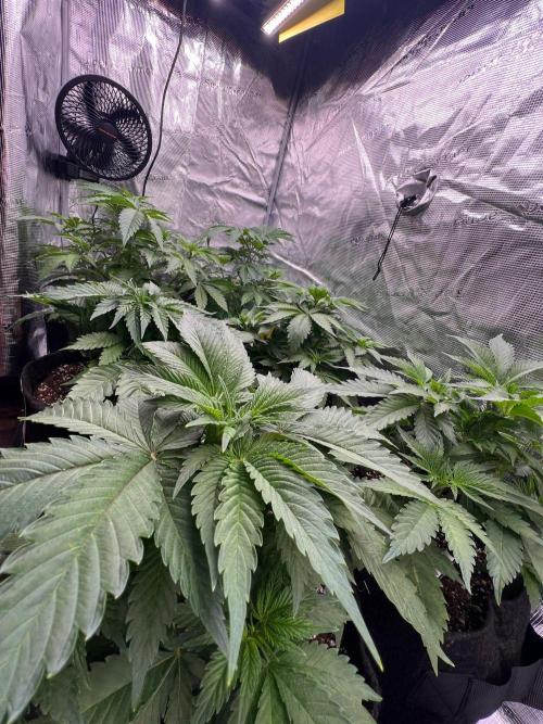 Hansova Grow. Week 4