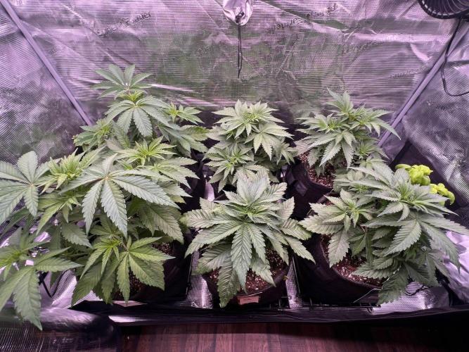 Hansova Grow. Week 4