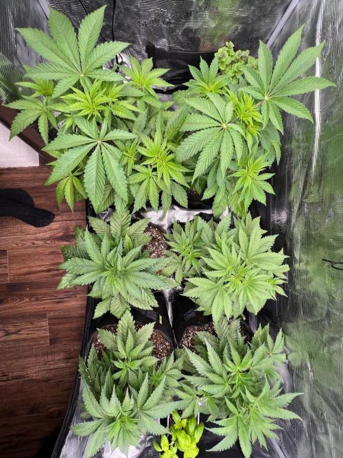 Hansova Grow. Week 4