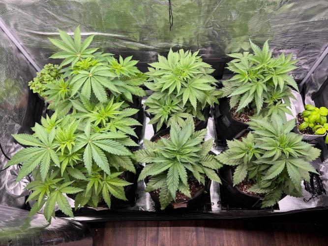 Hansova Grow. Week 4