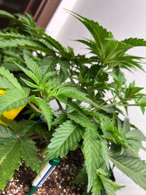 Hansova Grow. Week 4