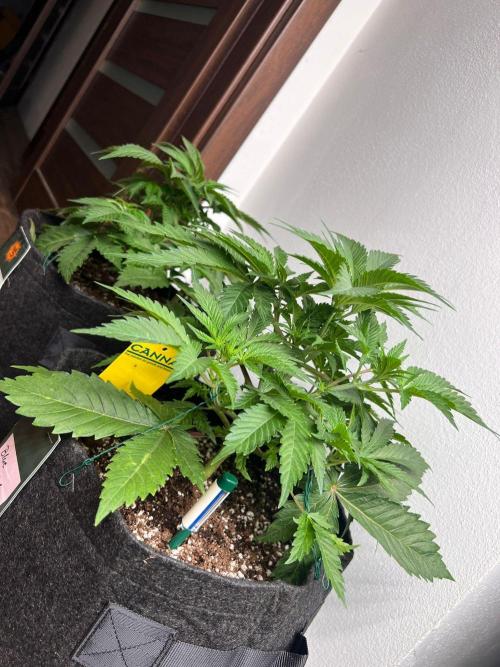 Hansova Grow. Week 4