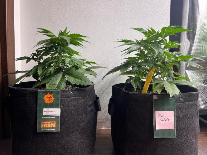 Hansova Grow. Week 4