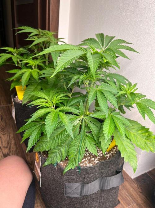 Hansova Grow. Week 4