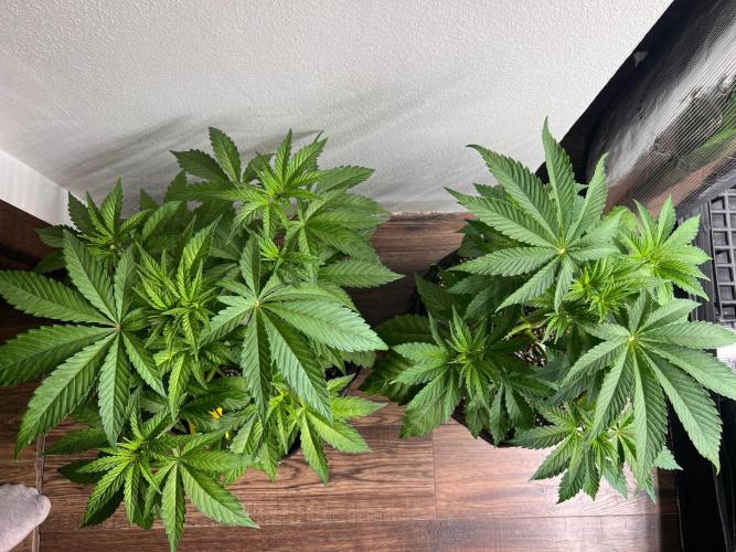 Hansova Grow. Week 4