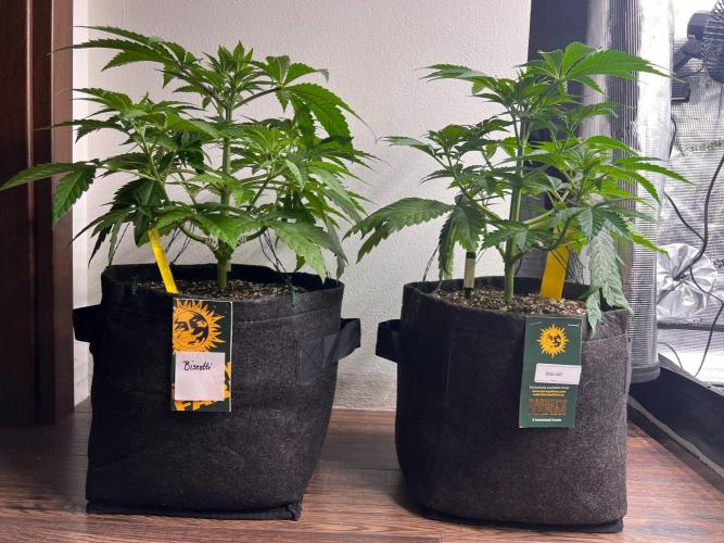 Hansova Grow. Week 4