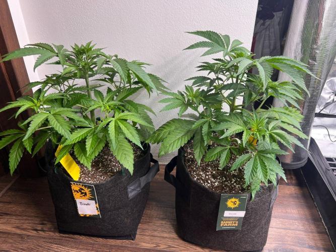 Hansova Grow. Week 4