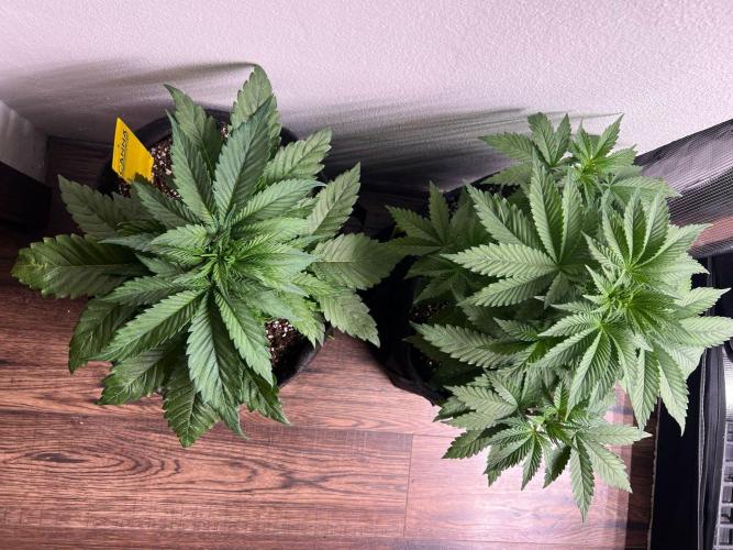 Hansova Grow. Week 4