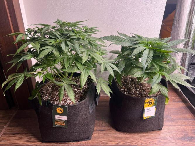 Hansova Grow. Week 5