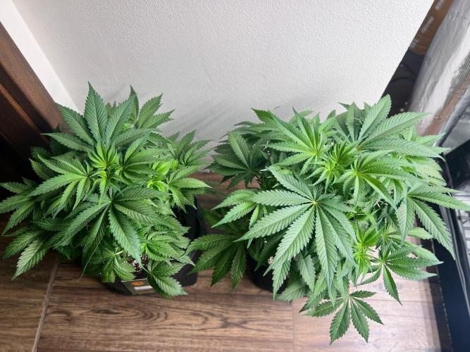 Hansova Grow. Week 5