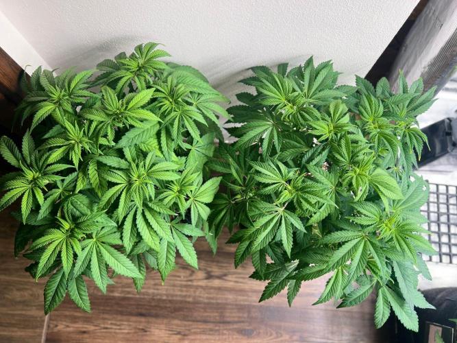 Hansova Grow. Week 5