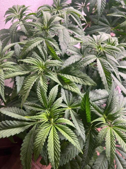 Hansova Grow. Week 5