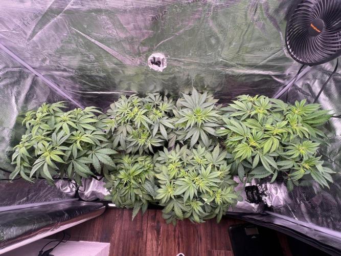 Hansova Grow. Week 5