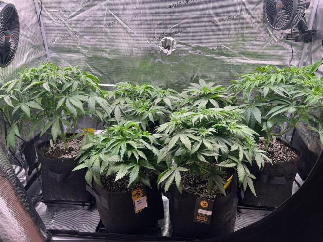 Hansova Grow. Week 5