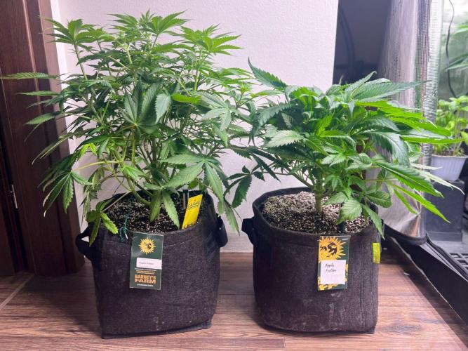 Hansova Grow. Week 6