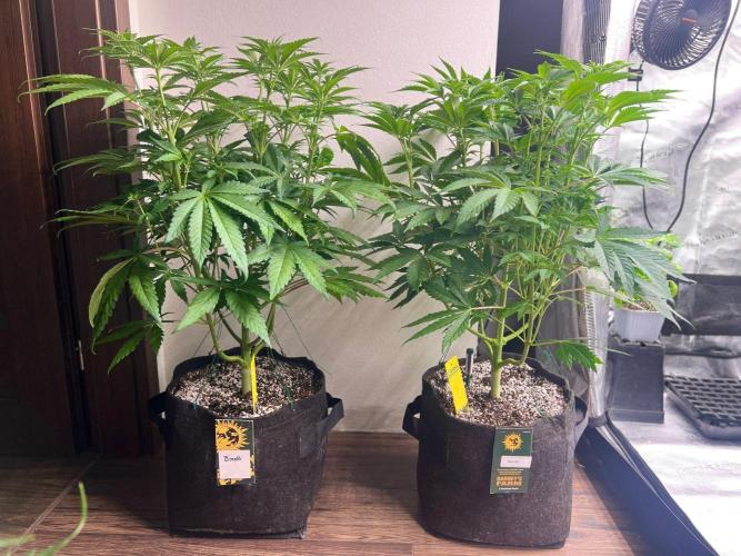 Hansova Grow. Week 6