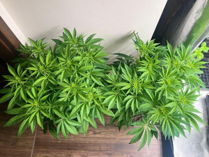 Hansova Grow. Week 6