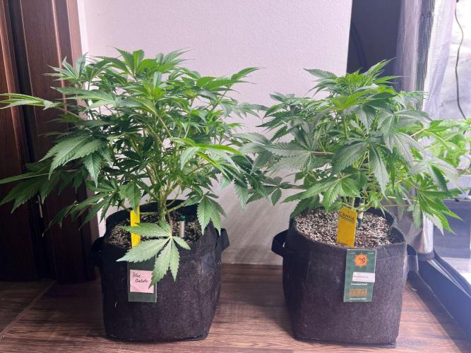 Hansova Grow. Week 6