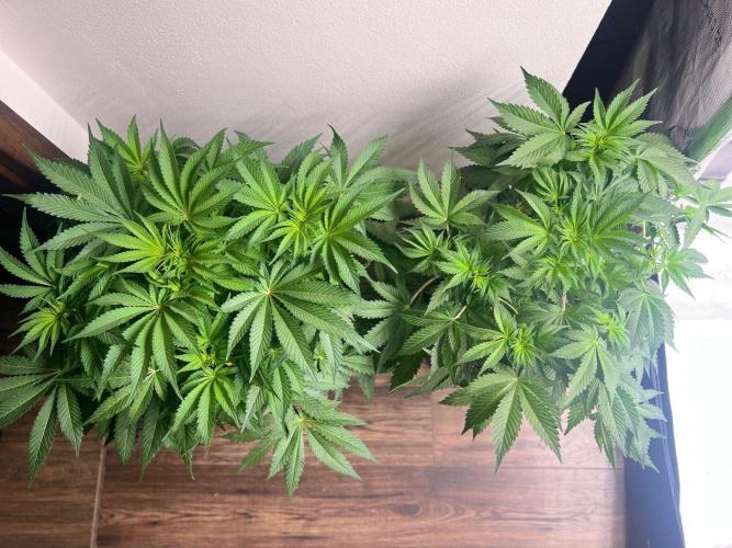 Hansova Grow. Week 6