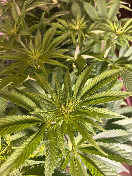 Hansova Grow. Week 6