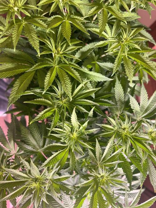 Hansova Grow. Week 6