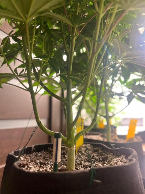 Hansova Grow. Week 6